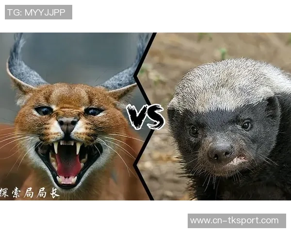 厄瓜多尔与墨西哥激战正酣谁将赢得这场精彩对决